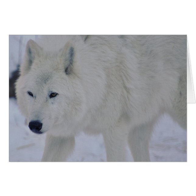 Loup arctique (Devant horizontal)