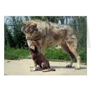 loup avec le chiot