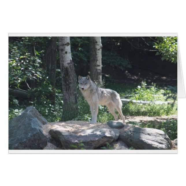 Loup de bois (Devant horizontal)