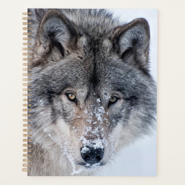 Loup de bois  (Devant)
