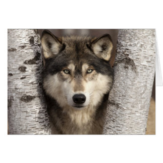 Loup de bois par Jim Zuckerman