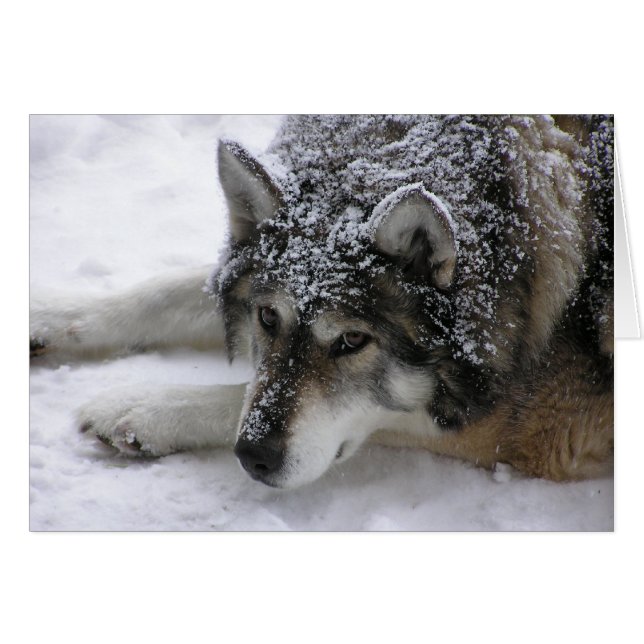 Loup de Willie (Devant horizontal)