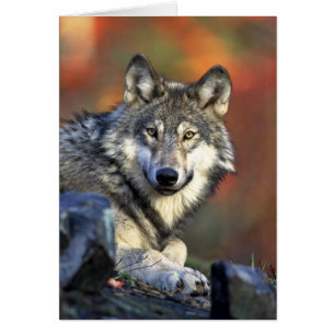 Loup gris