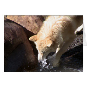 Loup gris