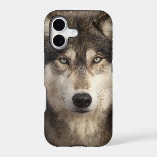 Loup gris par Jim Zuckerman