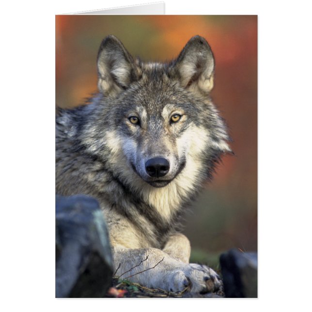 Loup gris photo (Devant)
