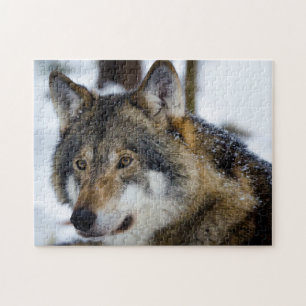 Loup gris, Puzzle de Jigsaw