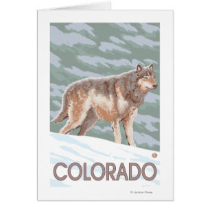 Loup gris Standing Colorado