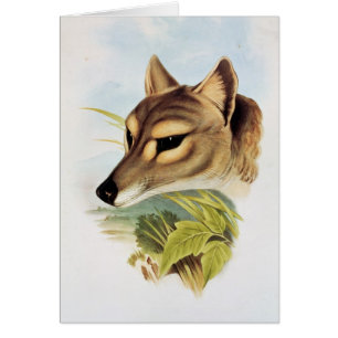 Loup ou tigre tasmanien