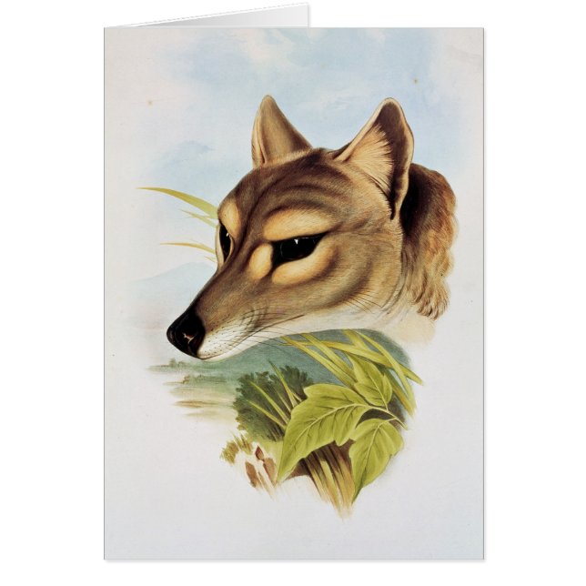 Loup ou tigre tasmanien (Devant)