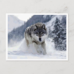 Loup polaire. Carte postale