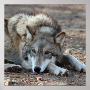 Loups, affiche de loups gris