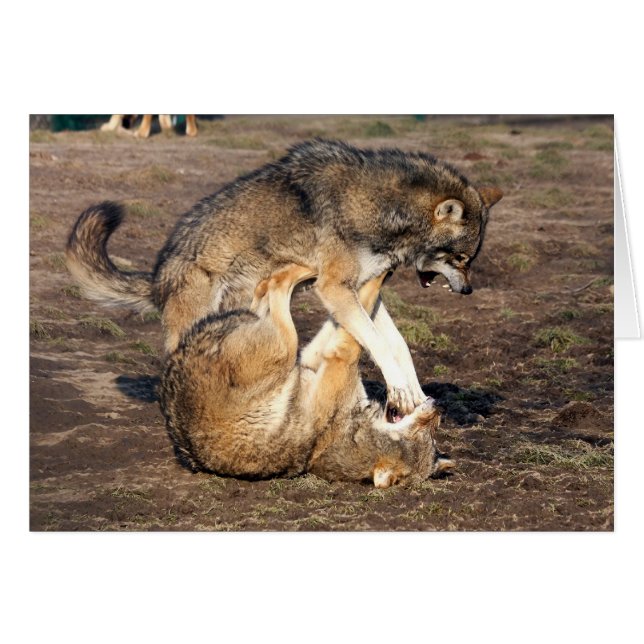 loups de combat (Devant horizontal)