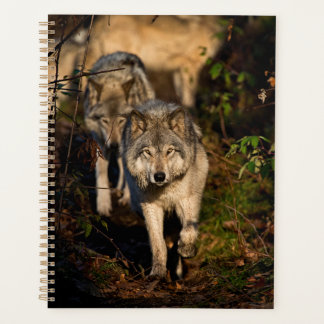 Loups du bois de l'Est