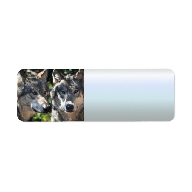 Loups gris en pleine nature (Devant)