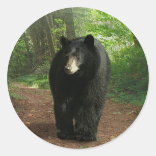 L'Ours Noir Traversant Les Stickers De Forêt