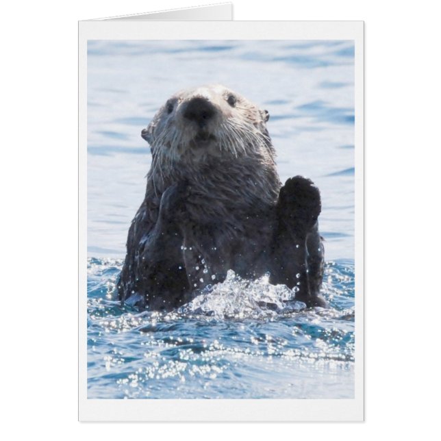 loutre de mer (Devant)
