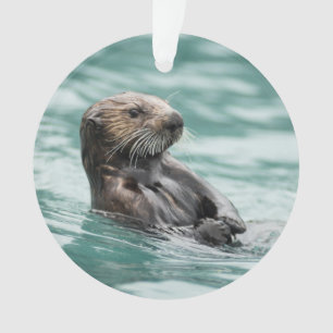 Loutre de mer de observation