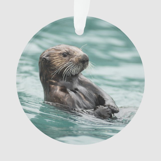 Loutre de mer de observation (devant)