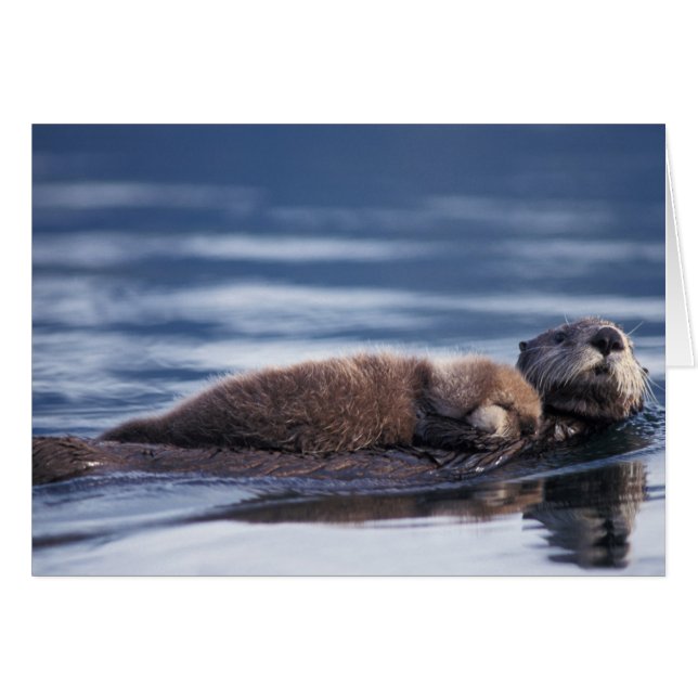 loutre de mer, Enhydra lutris lutris (Devant horizontal)