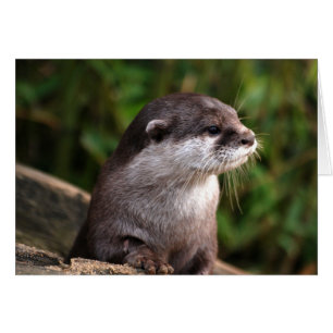 Loutre grise mignonne