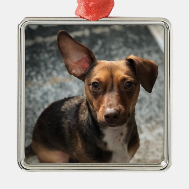 Lovable and cute 'Heinz-variety' pooch Metal Ornament (Front)