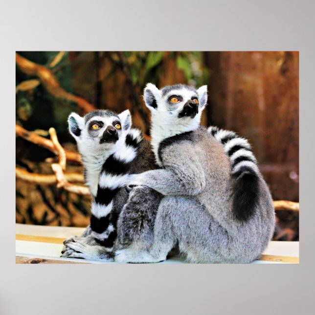 Lovable Lemurs Poster (Front)