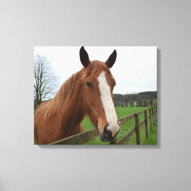 Lovable Quarter Horse Canvas Print (Front)