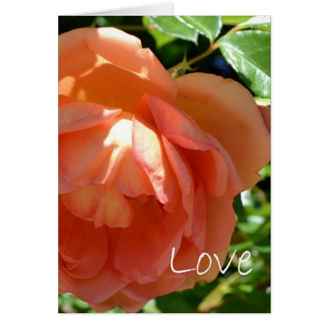 Love (Front)