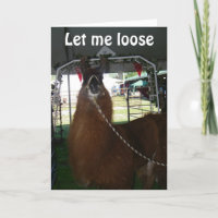 LOVE A LLAMA..OR SOMEONE ELSE...SEND HIM OUT TODAY