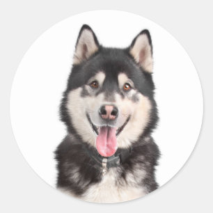 Love Alaskan Malamute Puppy Dog Sticker / Seal