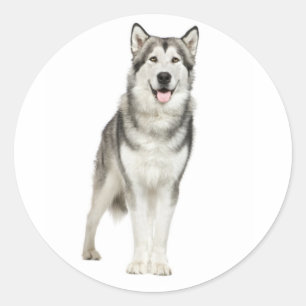 Love Alaskan Malamute Puppy Dog Sticker / Seal