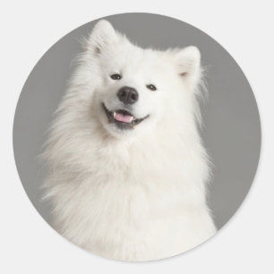Love American Eskimo Puppy Dog Sticker / Label