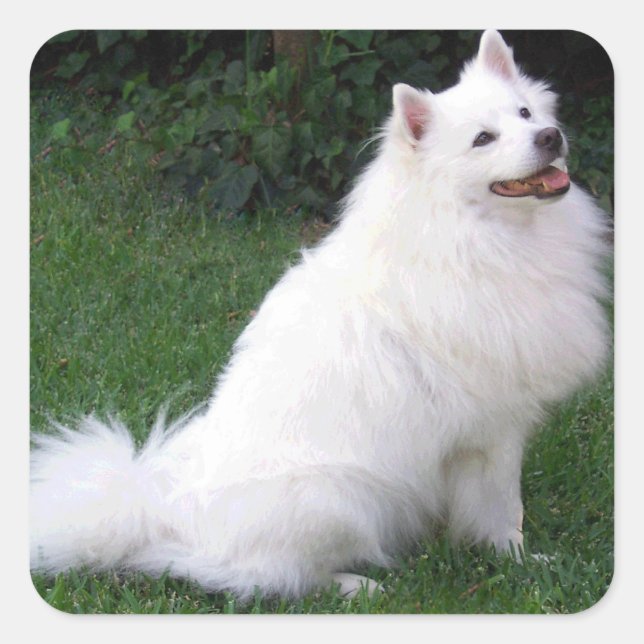 Love American Eskimo Puppy Dog Sticker / Label (Front)