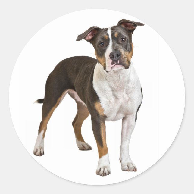 Love American Staffordshire Sticker pour chien Ter (Devant)