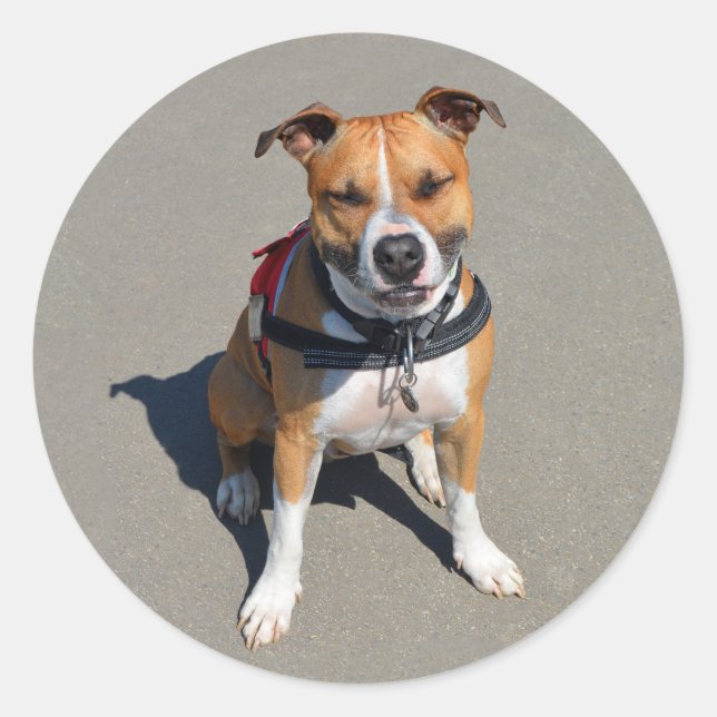 Love American Staffordshire Terrier Dog Sticker (Front)