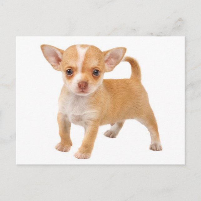 Love Baby Chihuahua Puppy Dog Post Card (Front)