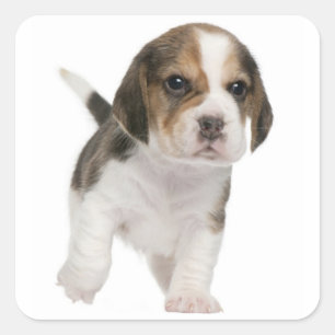 Love Beagle Puppy Dog Sticker / Seal