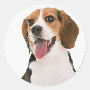 Love Beagle Puppy Dog Sticker / Seal