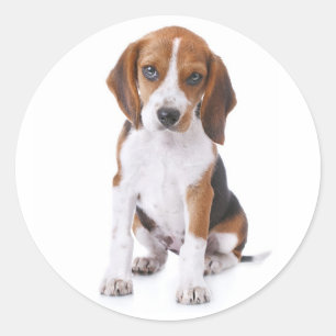 Love Beagle Puppy Dog Sticker / Seal
