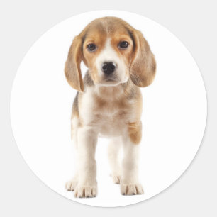 Love Beagle Puppy Dog Sticker / Seal
