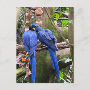 Love Birds at the National Aviary Postcard