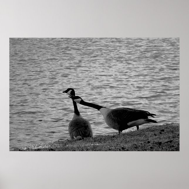Love Birds B&W Poster Medium (Front)