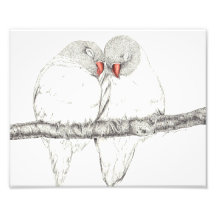 Love Birds