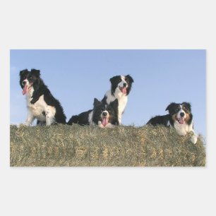 Love Black And White Border Collie Puppy Dog Sticker