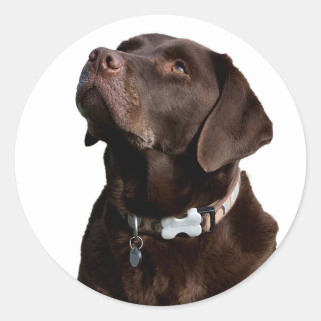 Love Black Brown Labrador Retriever Sticker Étique (Devant)