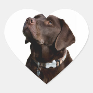 Love Black Brown Labrador Retriever Sticker  Label