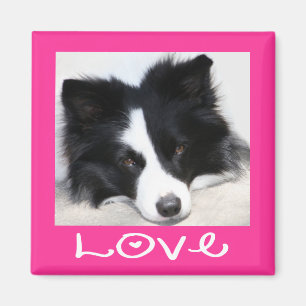 Love Black & White Border Collie Puppy Pink Magnet