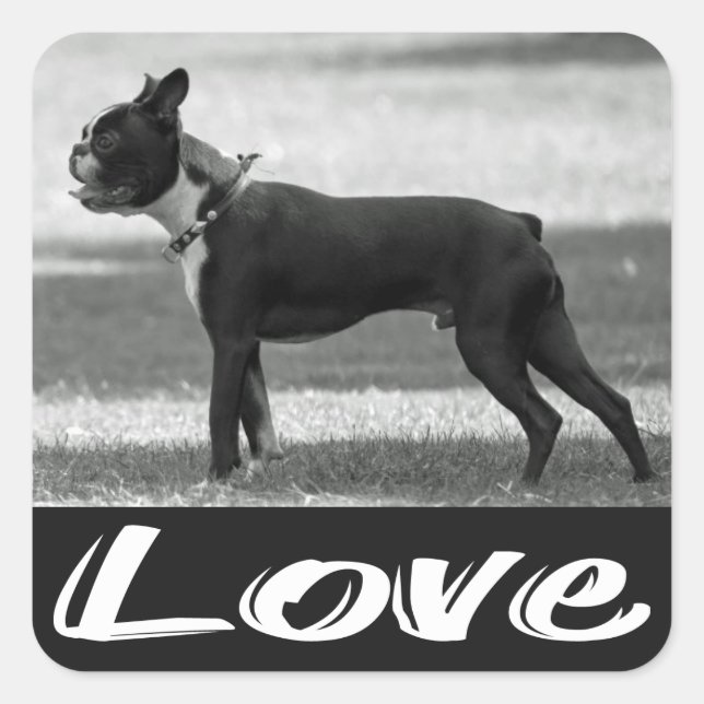 Love Black & White Boston Terrier Dog Sticker (Front)