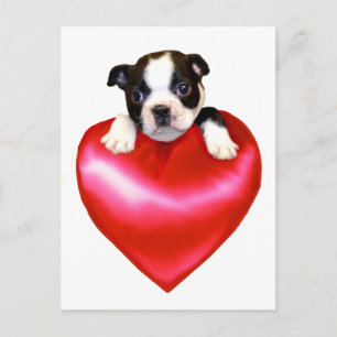 Love Boston Terrier postcard